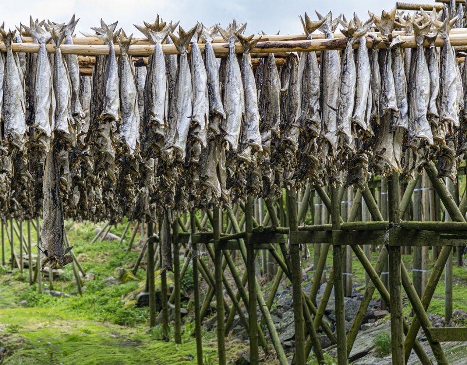 Datos recopilados por el Norwegian Seafood Council, tan sólo en noviembre de 2023, Noruega exportó un total de 8 mil 495 toneladas de bacalao
