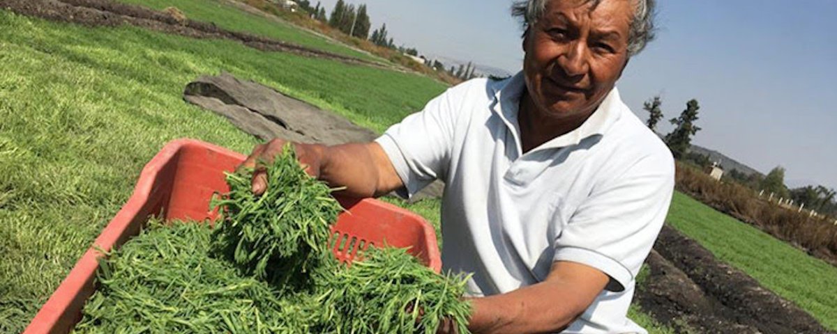 Más de 200 productores de Tláhuac y Xochimilco se rifaron con 2 mil toneladas de romeritos para las mesas mexicanas.