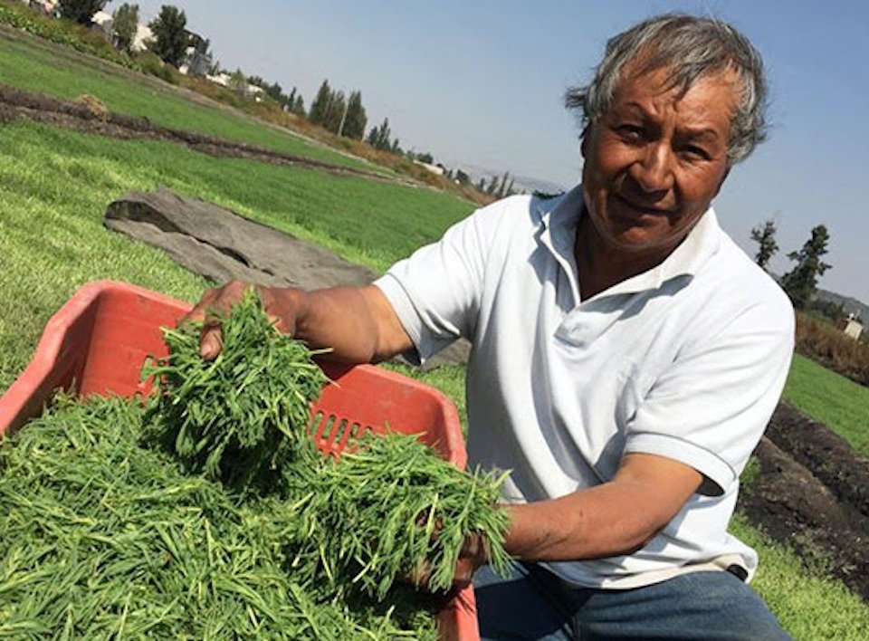 Más de 200 productores de Tláhuac y Xochimilco se rifaron con 2 mil toneladas de romeritos para las mesas mexicanas.