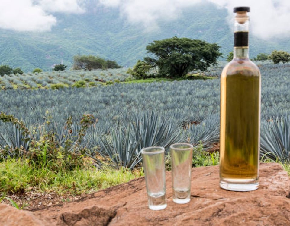 El Tequila está de fiesta: cumple 50 años de su Denominación de Origen y 30 años del Consejo Regulador del Tequila.