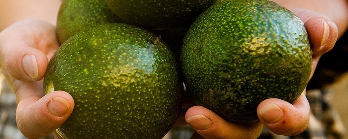 La exportación del aguacate michoacano se reanudará a partir del 1 de julio, tras un acuerdo entre México y EEUU