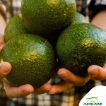 La exportación del aguacate michoacano se reanudará a partir del 1 de julio, tras un acuerdo entre México y EEUU