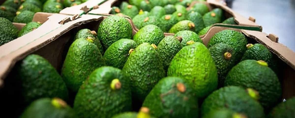 EEUU anunció la reanudación gradual de las inspecciones de aguacates y mangos en Michoacán, luego de un suspensión por un incidente violento