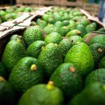 EEUU anunció la reanudación gradual de las inspecciones de aguacates y mangos en Michoacán, luego de un suspensión por un incidente violento