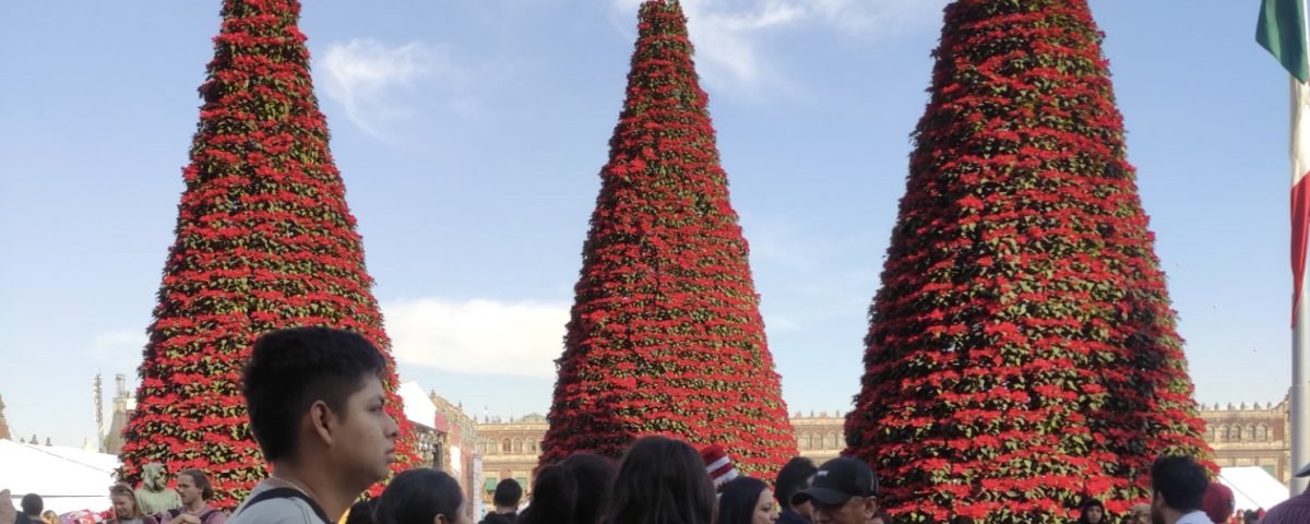 Xochimilco se hace presente en toda su extensión en el zócalo de la CDMX con 3 árboles navideños realizados con flores de Nochebuena