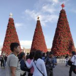 Xochimilco se hace presente en toda su extensión en el zócalo de la CDMX con 3 árboles navideños realizados con flores de Nochebuena