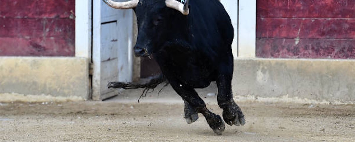 Corridas de toros sin objetos punzantes, de 10 minutos y protección de la vida de los animales, propone Jefa de Gobierno de la CDMX