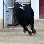 Corridas de toros sin objetos punzantes, de 10 minutos y protección de la vida de los animales, propone Jefa de Gobierno de la CDMX