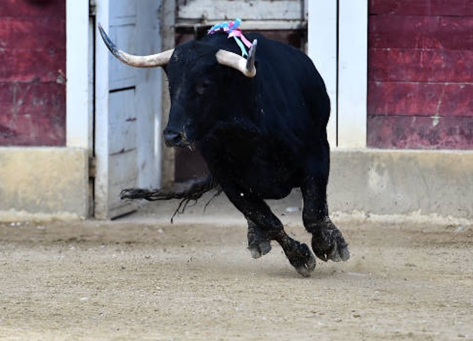 Corridas de toros sin objetos punzantes, de 10 minutos y protección de la vida de los animales, propone Jefa de Gobierno de la CDMX