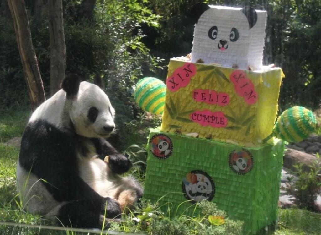 Xin Xin es una panda gigante que habita en el Bosque de Chapultepec. Cumplirá 35 años y la festejarán con una fiesta de dibujos