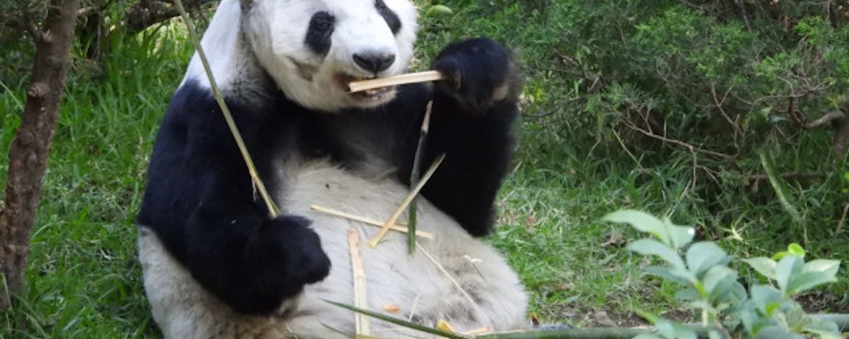 Xin Xin es una panda gigante que habita en el Bosque de Chapultepec. Cumplirá 35 años y la festejarán con una fiesta de dibujos