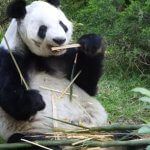 Xin Xin es una panda gigante que habita en el Bosque de Chapultepec. Cumplirá 35 años y la festejarán con una fiesta de dibujos