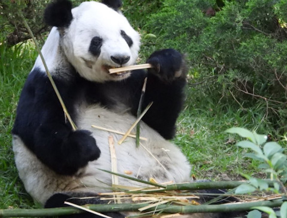 Xin Xin es una panda gigante que habita en el Bosque de Chapultepec. Cumplirá 35 años y la festejarán con una fiesta de dibujos