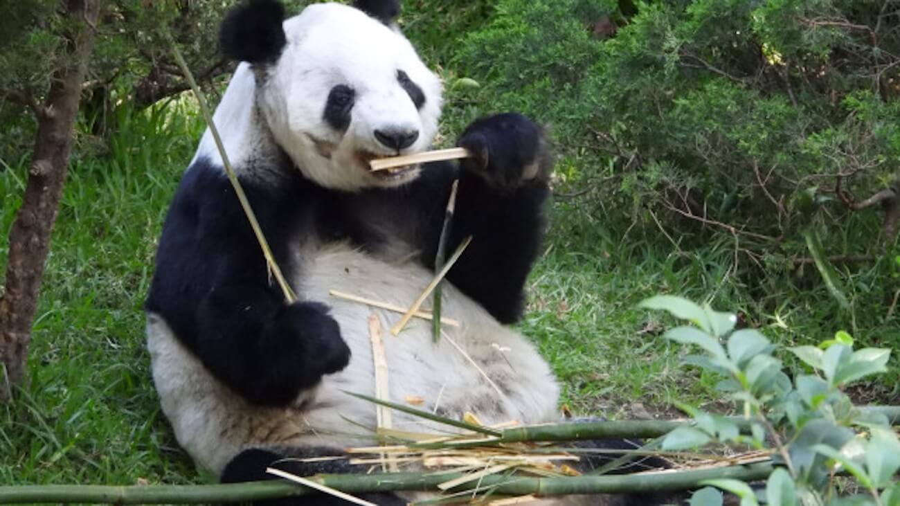 Xin Xin cumple 35 años; CDMX celebra con arte a la panda gigante de Chapultepec