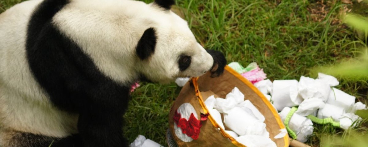 Con globos, pastel, arte y miles de sonrisas, Xin Xin, la única panda gigante de América Latina, celebró su cumpleaños
