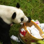 Con globos, pastel, arte y miles de sonrisas, Xin Xin, la única panda gigante de América Latina, celebró su cumpleaños
