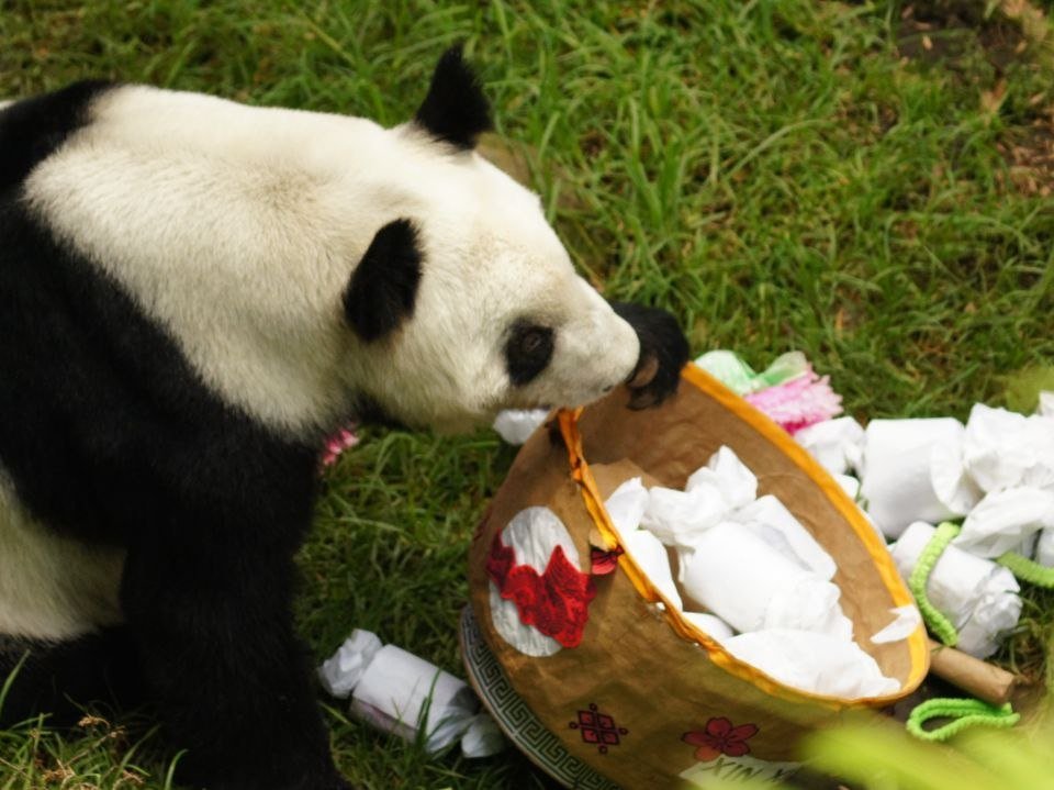 Con globos, pastel, arte y miles de sonrisas, Xin Xin, la única panda gigante de América Latina, celebró su cumpleaños