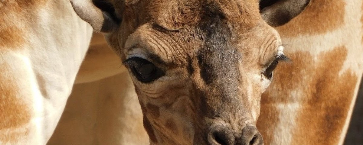El Centro de Conservación de la Vida Silvestre Chapultepec alberga más de mil 200 especies de más de 200 especies de fauna silvestre