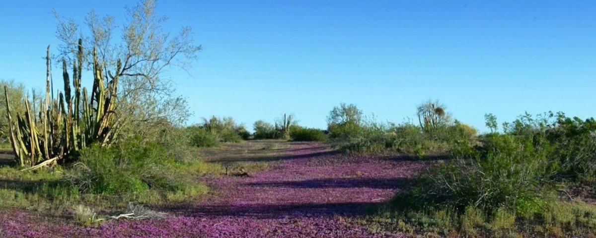 Cuando se comprende que la educación ambiental no solo transmite conocimientos, sino que también empodera a las personas para transformar su realidad, se evidencia que prevenir la violencia desde la raíz exige educar con conciencia territorial
