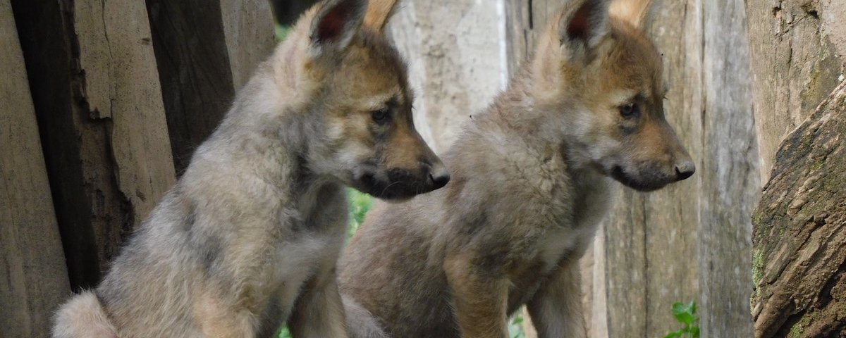 ¡Buenas noticias para la conservación de la vida silvestre! en San Juan de Aragón nacieron 4 crías de lobo mexicano