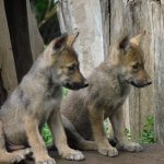 ¡Buenas noticias para la conservación de la vida silvestre! en San Juan de Aragón nacieron 4 crías de lobo mexicano
