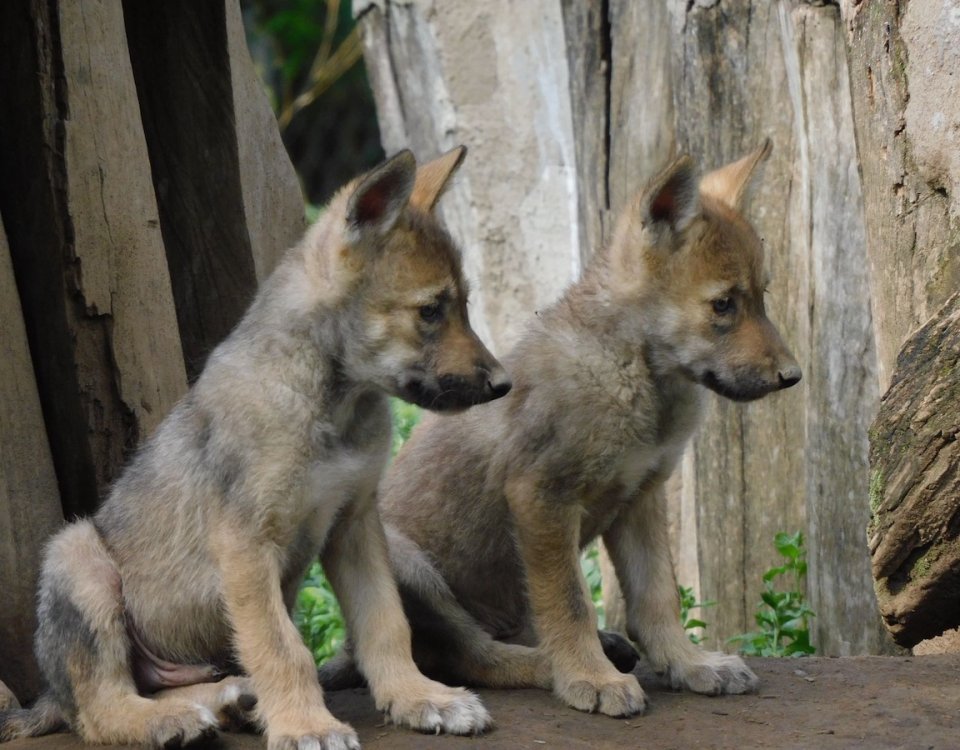 ¡Buenas noticias para la conservación de la vida silvestre! en San Juan de Aragón nacieron 4 crías de lobo mexicano