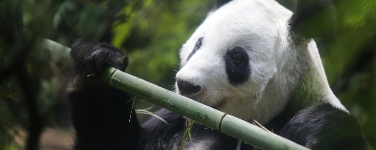 Xin Xin, la panda gigante mexicana está de cumple y te invita a su fiesta en Chapultepec el 29 de junio, a partir de las 11:00