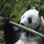 Xin Xin, la panda gigante mexicana está de cumple y te invita a su fiesta en Chapultepec el 29 de junio, a partir de las 11:00