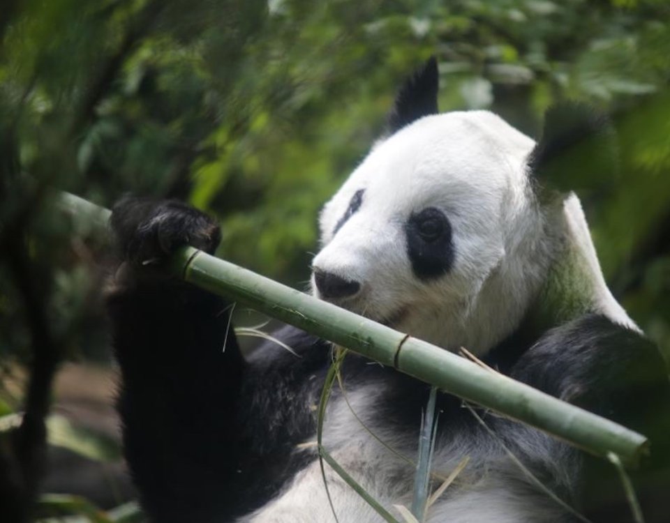 Xin Xin, la panda gigante mexicana está de cumple y te invita a su fiesta en Chapultepec el 29 de junio, a partir de las 11:00