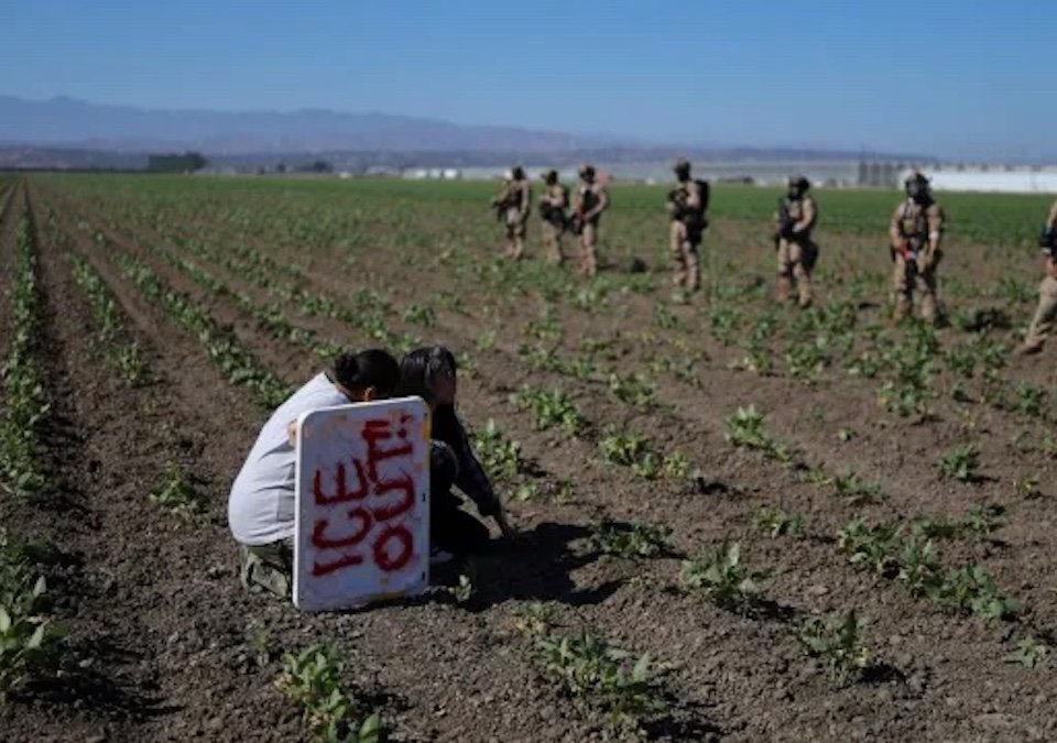 Ante las redadas en campos agrícolas de California, la presidenta Sheinbaum anunció el fortalecimiento de los consulados mexicanos