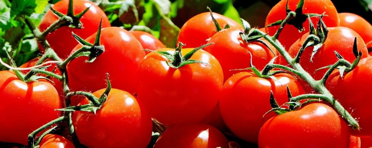 Imponer arancel del 17% al tomate fresco mexicano es calificada como “injusta” por las secretarías de Economía y Agricultura