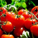 Imponer arancel del 17% al tomate fresco mexicano es calificada como “injusta” por las secretarías de Economía y Agricultura