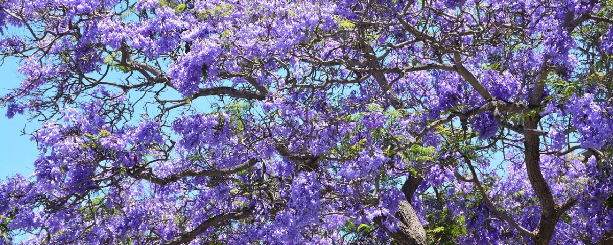 Las jacarandas no solo adornan calles, también cuentan una historia de migración. Tatsugoro Matsumoto las sembró como símbolo de armonía