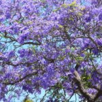 Las jacarandas no solo adornan calles, también cuentan una historia de migración. Tatsugoro Matsumoto las sembró como símbolo de armonía