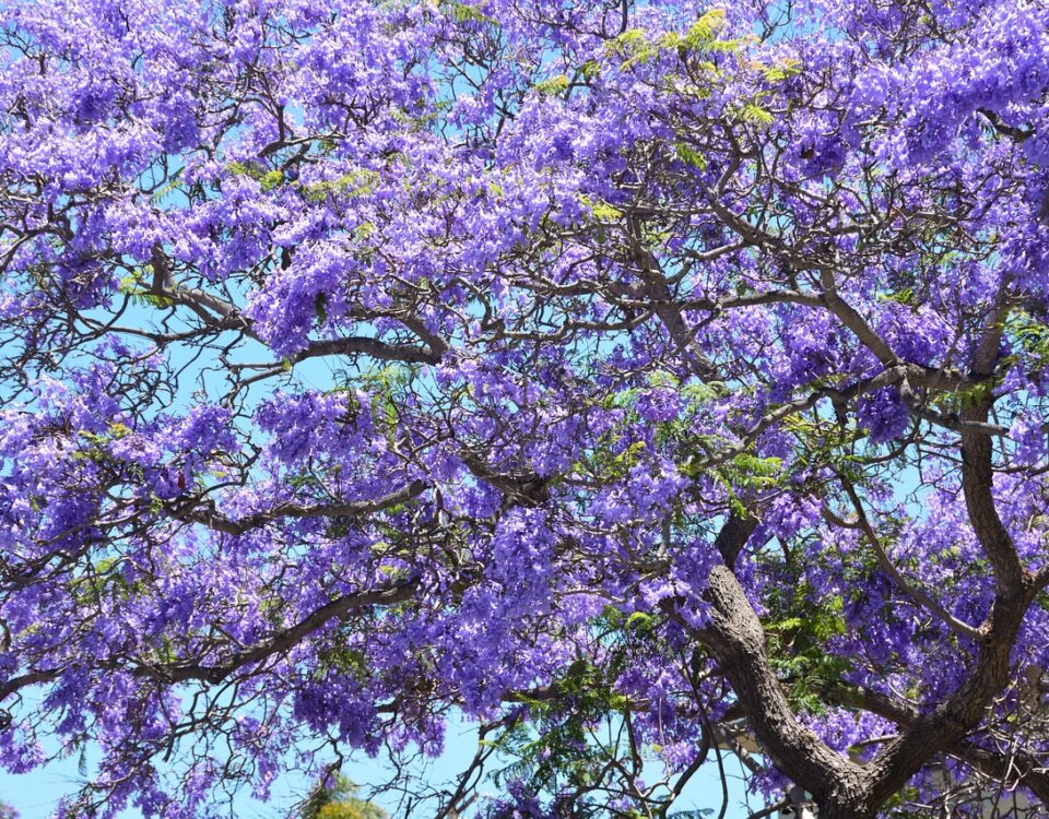 Las jacarandas no solo adornan calles, también cuentan una historia de migración. Tatsugoro Matsumoto las sembró como símbolo de armonía