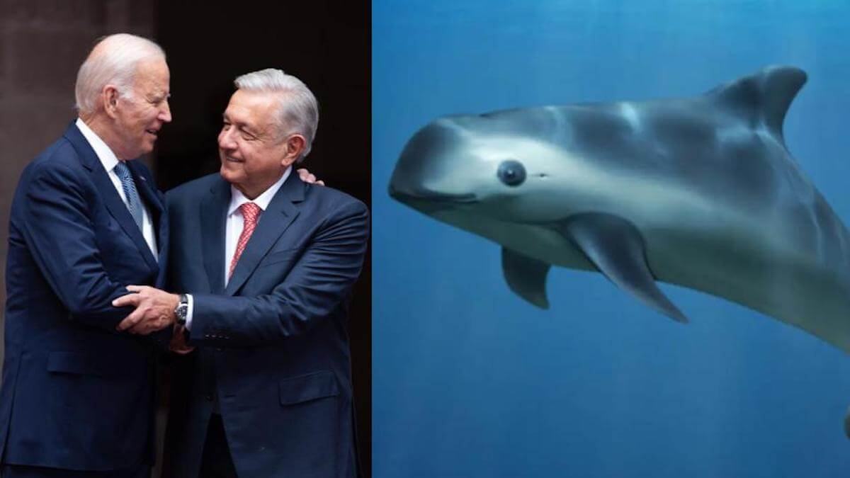 AMLO feliz; Biden suspende sanciones por vaquita marina