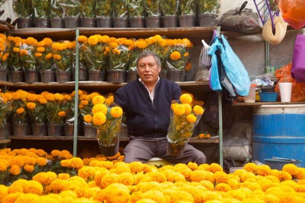 Producción de cempasúchil va en aumento
