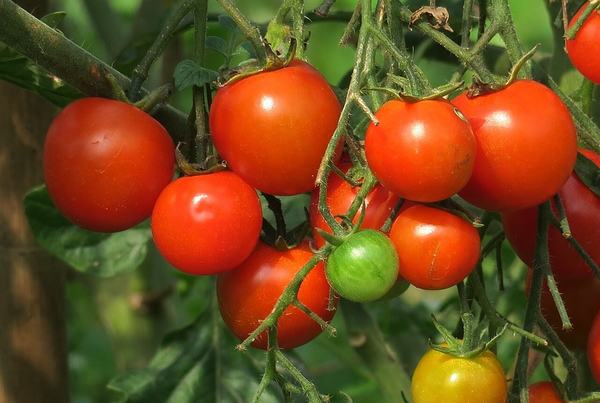 Exportación agroalimentaria alcanza cifra récord: 39 mil 272 mdd