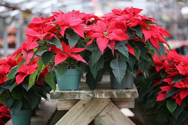 ¡Buena cosecha! floricultores cubrirán demanda de Nochebuena