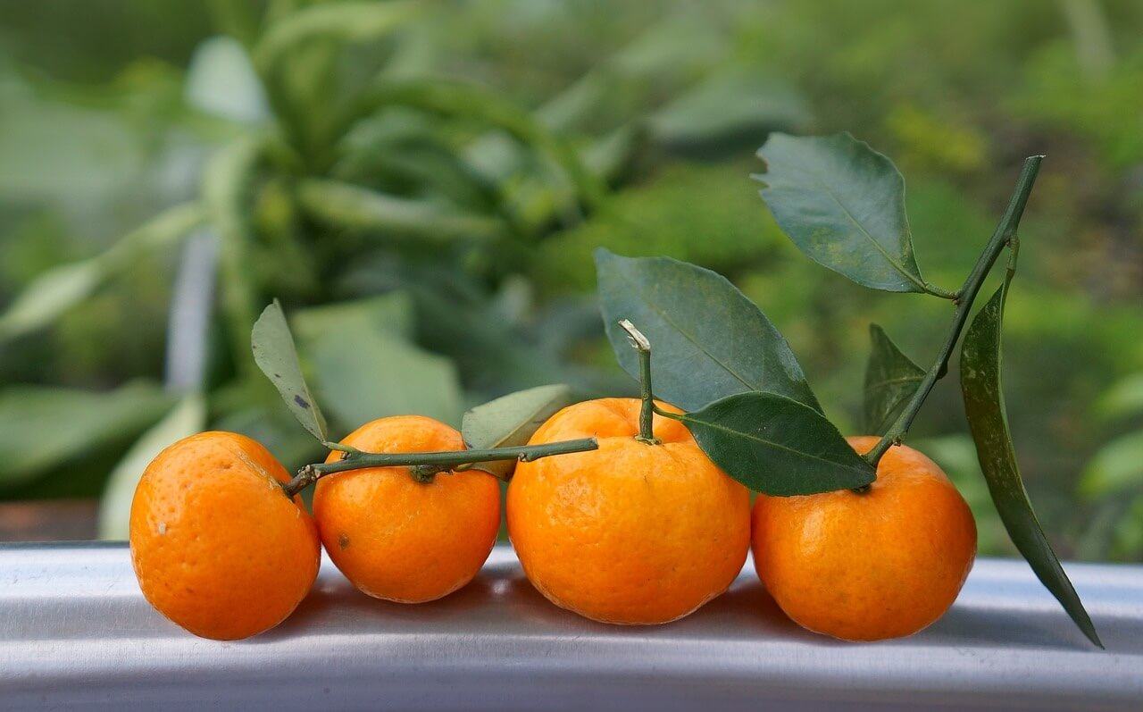 ¡Naranjas, limas y limones! sector citrícola listo para el invierno