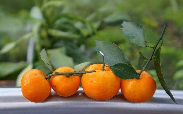 ¡Naranjas, limas y limones! sector citrícola listo para el invierno