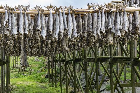 Bacalao: manjar para el mundo y riqueza de Noruega