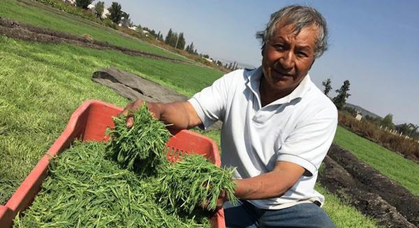 Produce CDMX 2 mil toneladas de romeritos para estas fiestas