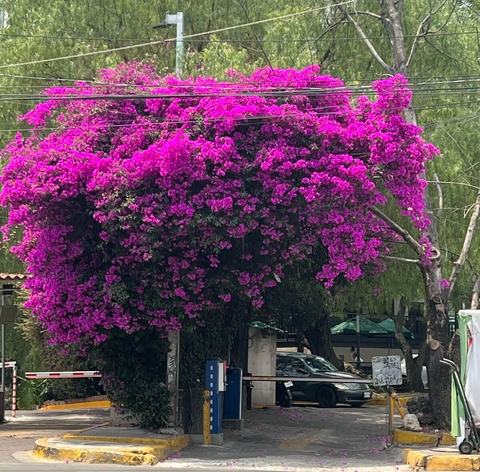 Bugambilias, colores que embellecen y curan