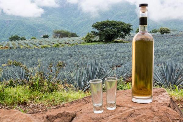Tequila cumple 50 años de la Denominación de Origen