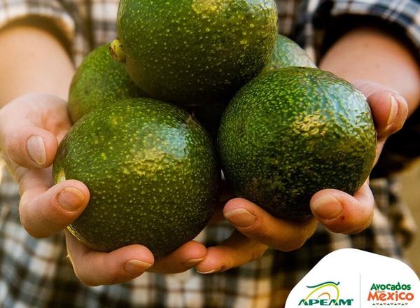 Exportación de aguacate a EEUU se reanudará en julio