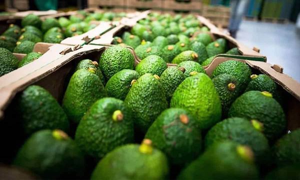 EEUU regresa por aguacate michoacano