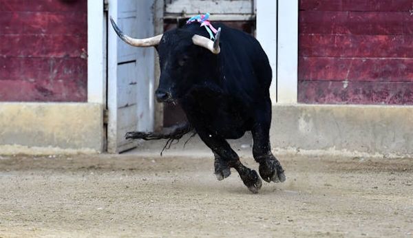 Corridas de toros sí … pero sin violencia, propone Brugada