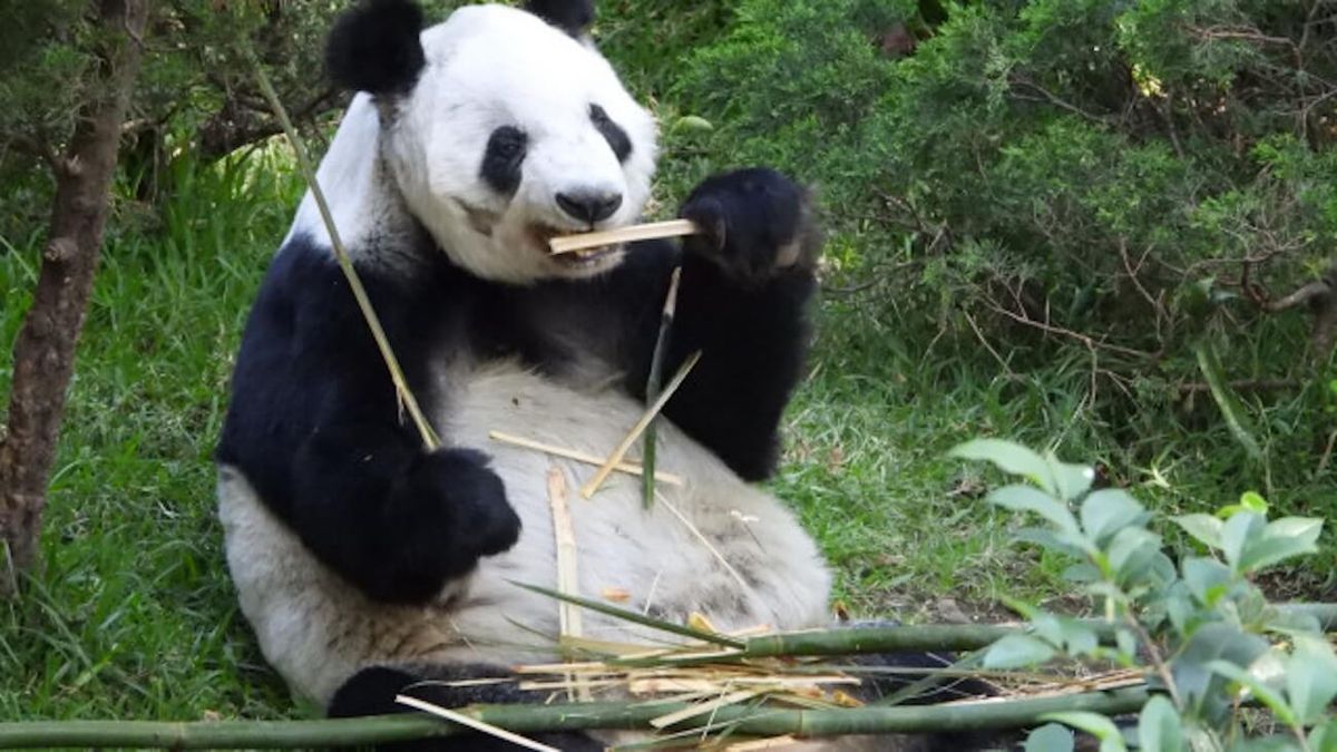 Xin Xin cumple 35 años; CDMX celebra con arte a la panda gigante de Chapultepec