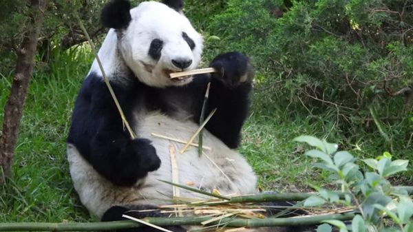 Xin Xin cumple 35 años; CDMX celebra con arte a la panda gigante de Chapultepec